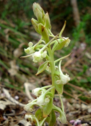 Satyrium candidum