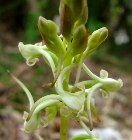 Satyrium candidum flower