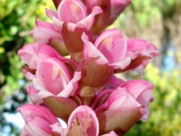 Satyrium carneum bracts