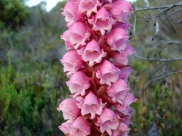 Satyrium carneum inflorescence