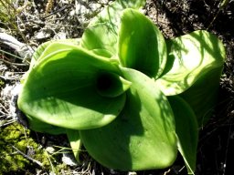 Satyrium carneum leaves