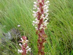 Satyrium cristatum habitat