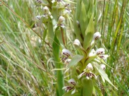 Satyrium cristatum var. longilabiatum