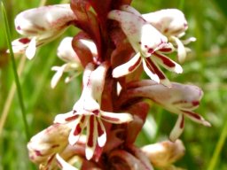 Satyrium cristatum var. longilabiatum twin spurs