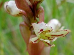 Satyrium cristatum var. longilabiatum bracts