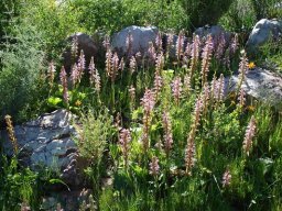 Satyrium erectum in numbers