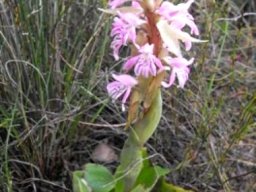 Satyrium erectum