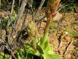 Satyrium erectum anthesis approaching