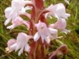 Satyrium hallackii subsp. ocellatum