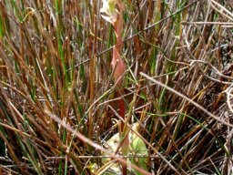 Satyrium humile leaves