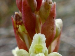 Satyrium humile flower and buds