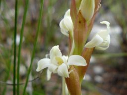 Satyrium humile flowers and buds