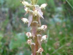 Satyrium ligulatum