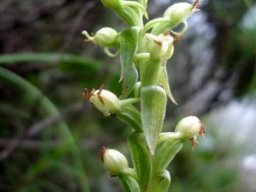 Satyrium ligulatum