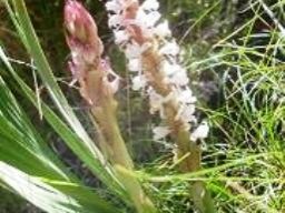 Satyrium longicauda var. longicauda