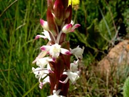 Satyrium longicauda var. longicauda flower stem