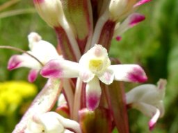 Satyrium longicauda var. longicauda bright sepal tips