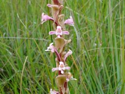 Satyrium longicauda var. jacottetianum
