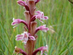 Satyrium longicauda var. jacottetianum flower spike 