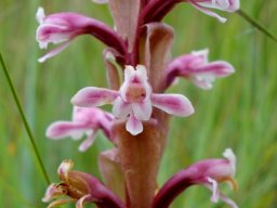 Satyrium longicauda var. jacottetianum flowers
