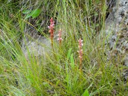Satyrium longicauda var. jacottetianum in grassland