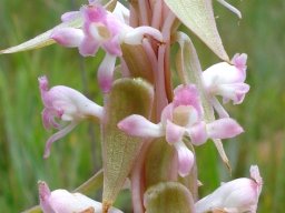 Satyrium longicauda var. longicauda bracts pointing down