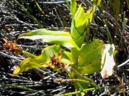Satyrium leaves