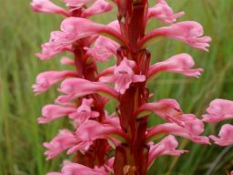 Satyrium macrophyllum inflorescence