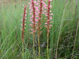 Satyrium macrophyllum