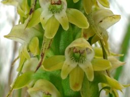Satyrium microrrhynchum flowers