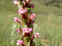 Satyrium neglectum inflorescence