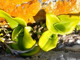 Satyrium odorum new plants