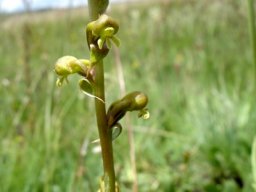 Satyrium parviflorum