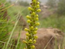 Satyrium parviflorum