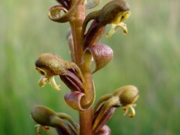 Satyrium parviflorum flaunting curves