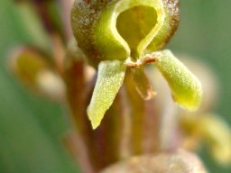 Satyrium parviflorum flower