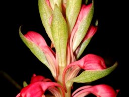 Satyrium princeps