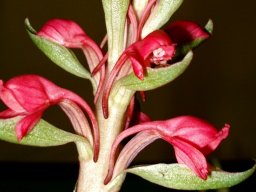 Satyrium princeps flowers