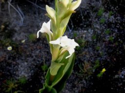 Satyrium stenopetalum subsp. brevicalcaratum flowers