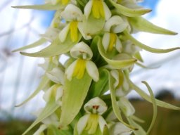 Satyrium trinerve flowers