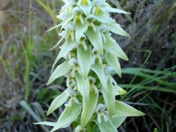 Satyrium trinerve