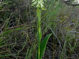 Satyrium trinerve leaves