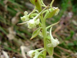 Satyrium candidum