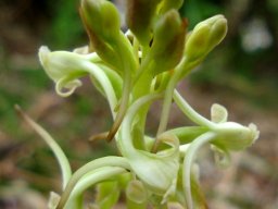 Satyrium candidum flower