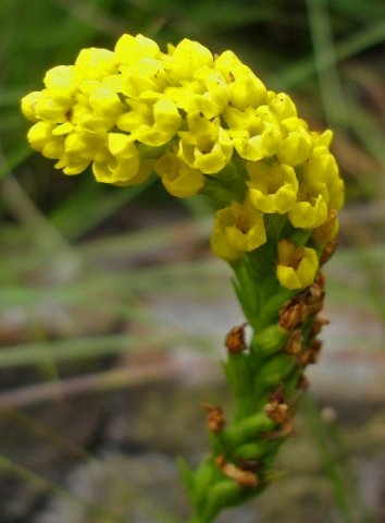 Schizochilus cecilii subsp. culveri