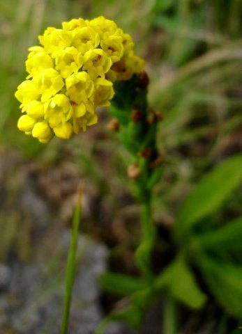 Schizochilus cecilii subsp. culveri inflorescence