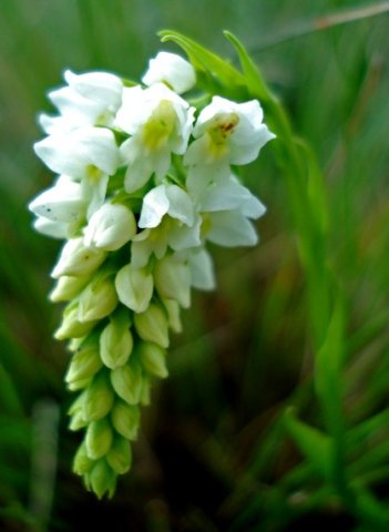 Schizochilus cecilii subsp. transvaalensis drooping
