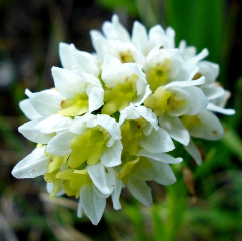 Schizochilus cecilii subsp. transvaalensis