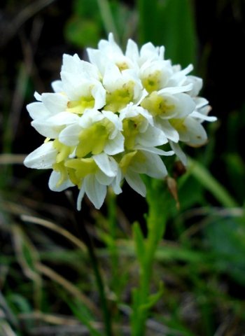 Schizochilus cecilii subsp. transvaalensis leaves