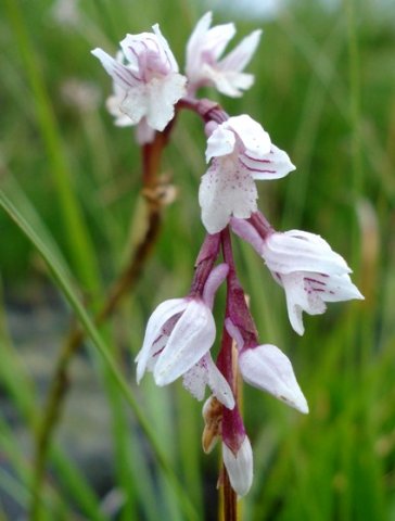 Schizochilus crenulatus inflorescence
